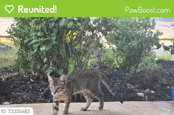 Reunited Female Cat last seen Matador Ranch, Fort Worth, TX 76134