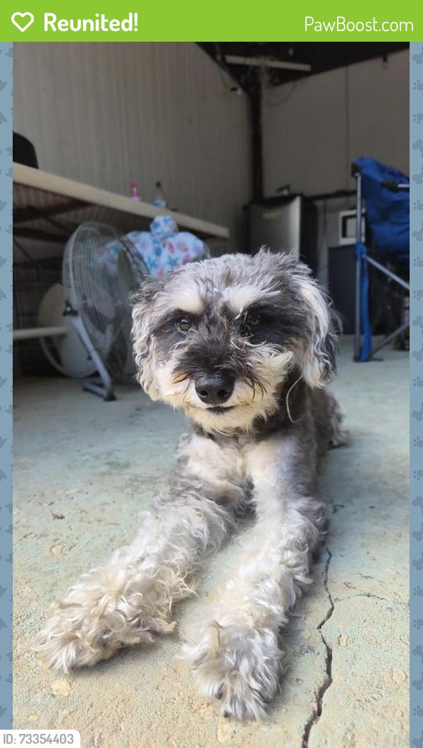 Reunited Male Dog last seen Ewing Dr, Forest Park, GA 30297, USA, Forest Park, GA 30297