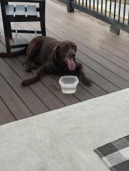 Reunited Male Dog last seen Eden Hill and Damar Cove, Canyon Lake, TX 78133