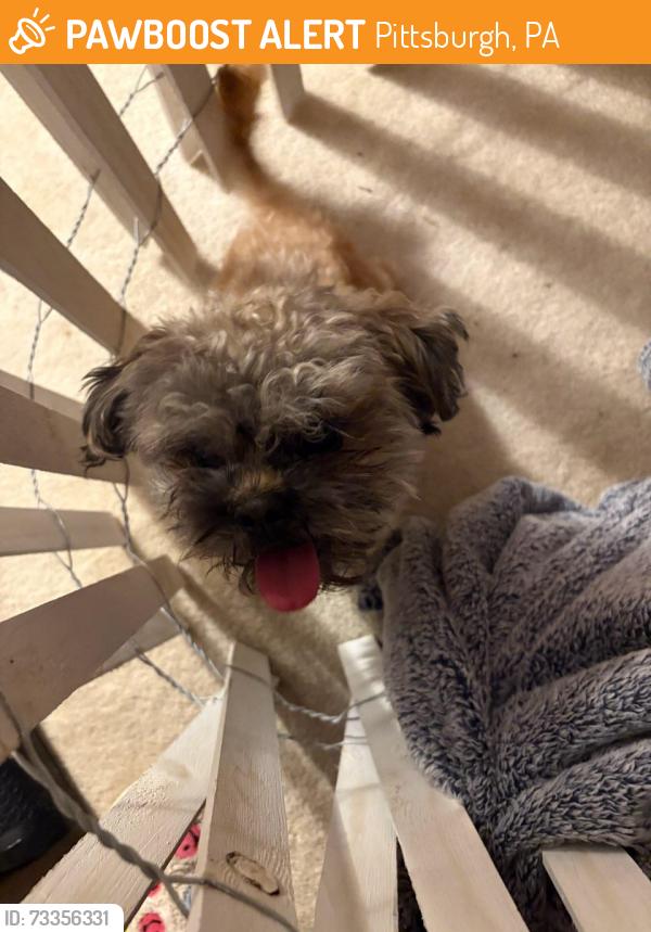 Found/Stray Female Dog last seen Sonnie Street, Pittsburgh, PA 15221
