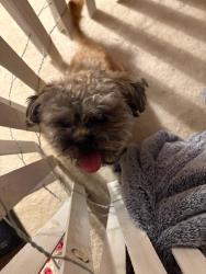 Found/Stray Female Dog last seen Sonnie Street, Pittsburgh, PA 15221