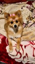 Lost Female Dog last seen Rua Pedro Paulo de Abreu 141, Forquilhinha, SC 88106-785