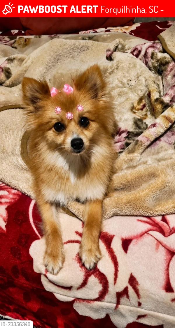Lost Female Dog last seen Rua Pedro Paulo de Abreu 141, Forquilhinha, SC 88106-785