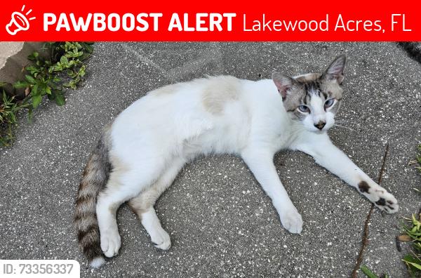 Lost Male Cat last seen Pinto and Morgan St., Lakewood Acres, FL 34669