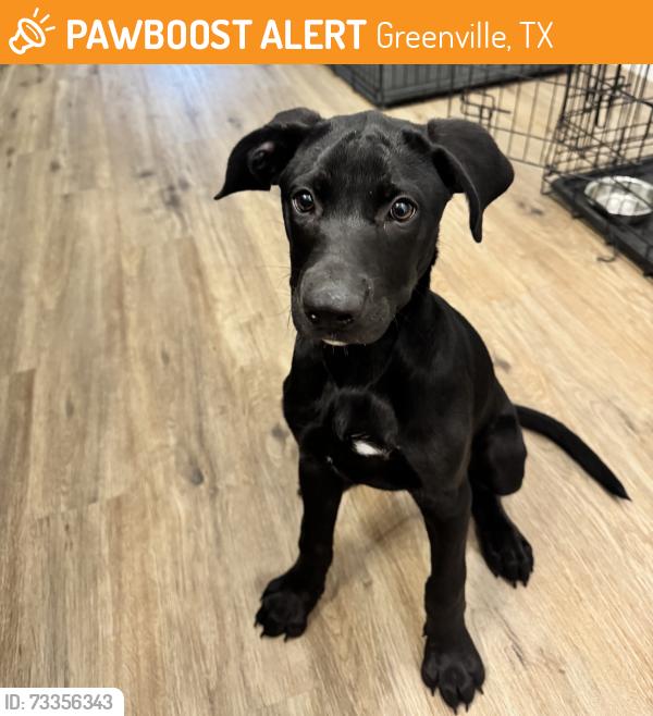 Found/Stray Female Dog last seen Wesley Street, Greenville, TX 75401