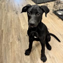 Found/Stray Female Dog last seen Wesley Street, Greenville, TX 75401