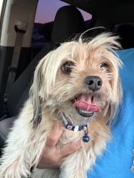 Reunited Female Dog last seen Doverglen and Desertrock, Fort Worth, TX 76131
