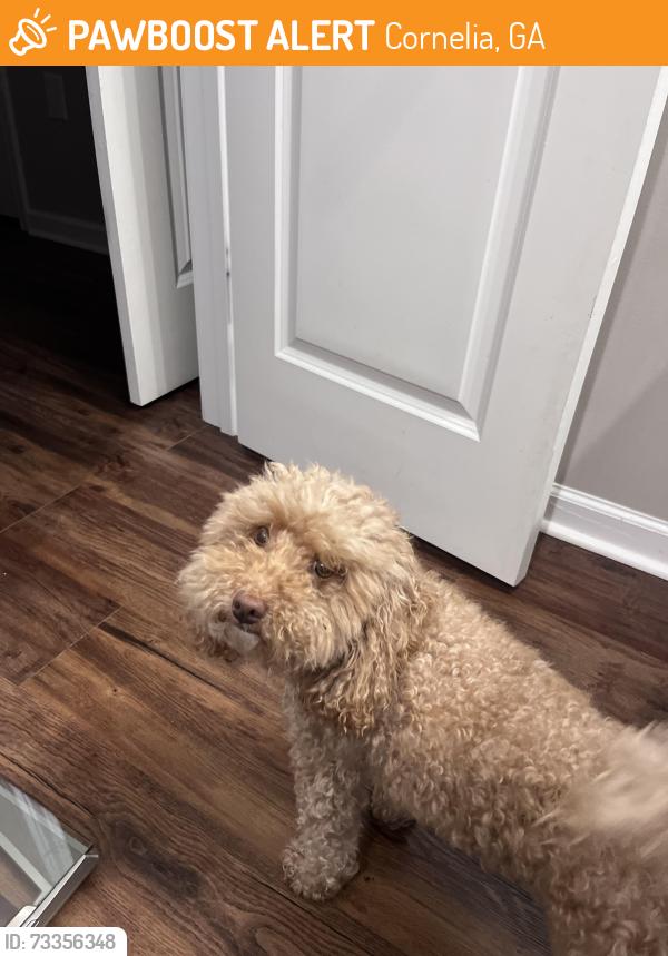 Found/Stray Female Dog last seen flt Rock Rd, Cornelia, GA 30544