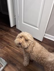 Found/Stray Female Dog last seen flt Rock Rd, Cornelia, GA 30544