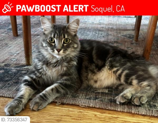 Lost Male Cat last seen Merlin way, Soquel, CA 95073