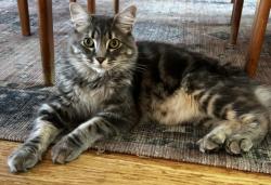 Lost Male Cat last seen Merlin way, Soquel, CA 95073