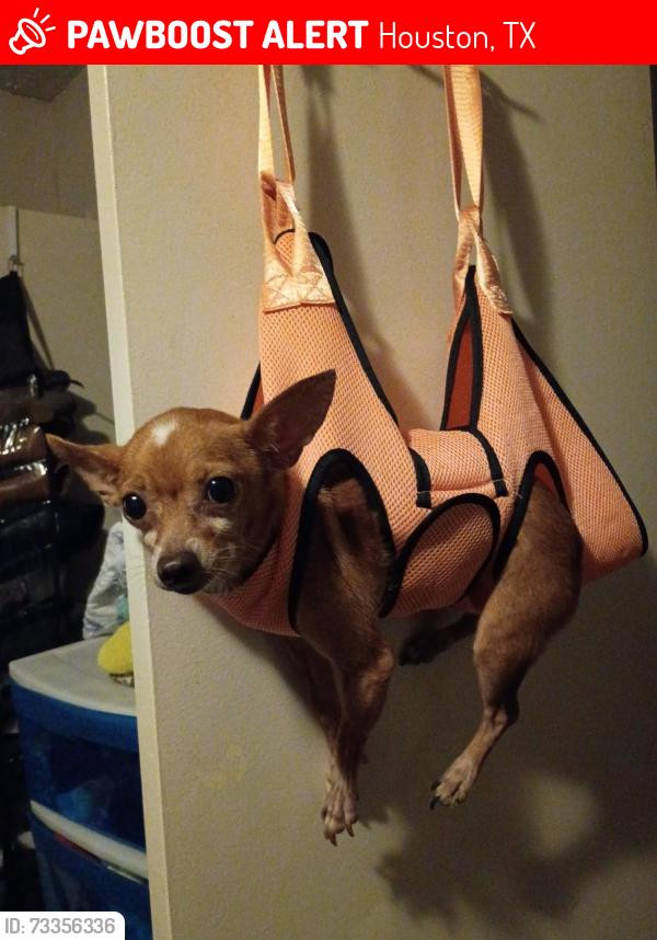 Lost Female Dog last seen Ridgecreek and Ridgestone lane, Houston, TX 77053