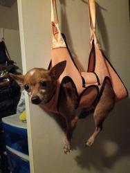 Lost Female Dog last seen Ridgecreek and Ridgestone lane, Houston, TX 77053