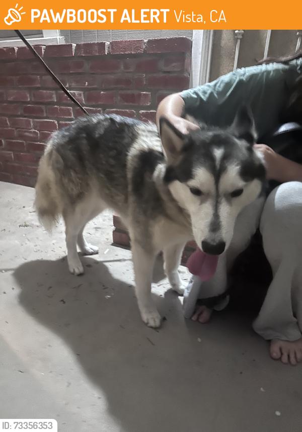 Found/Stray Male Dog last seen Bu starbucks off civic center, Vista, CA 92083