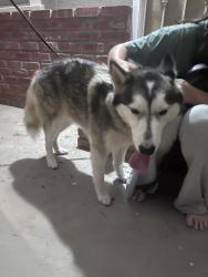Found/Stray Male Dog last seen Bu starbucks off civic center, Vista, CA 92083
