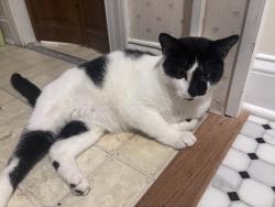 Reunited Male Cat last seen Baltimore Maryland,Tramore Rd, Baltimore, MD 21214
