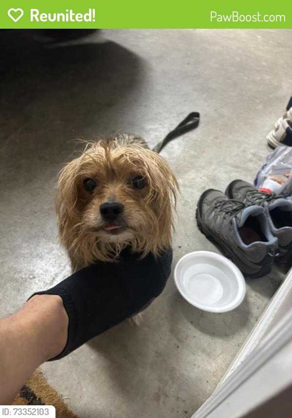 Reunited Unknown Dog last seen Blakley drive, Kingsport TN, Kingsport, TN 37664