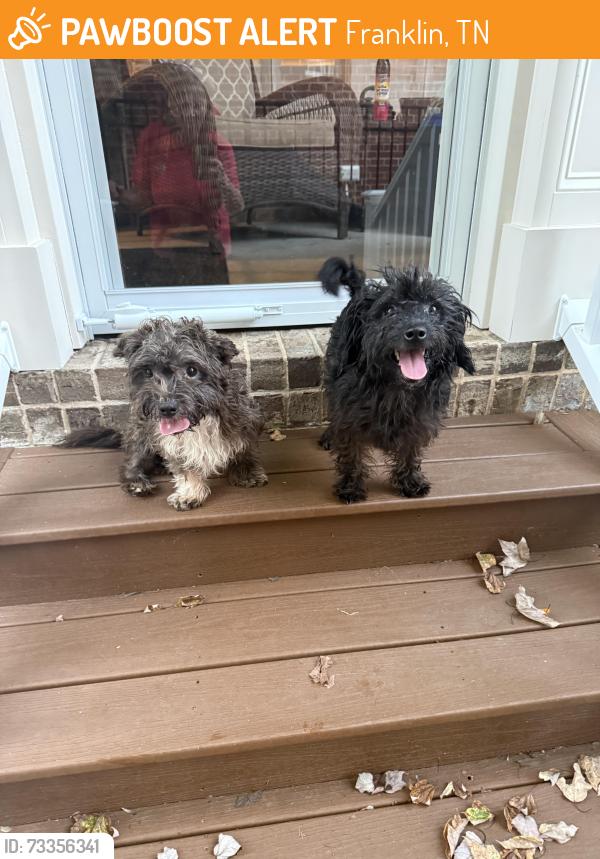 Found/Stray Unknown Dog last seen Marigold Dr and Fountainbrook Dr, Franklin, TN 37064