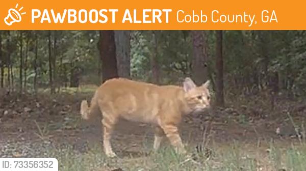 Found/Stray Unknown Cat last seen Harrison High School, Cobb County, GA 30064