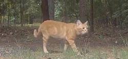 Found/Stray Unknown Cat last seen Harrison High School, Cobb County, GA 30064