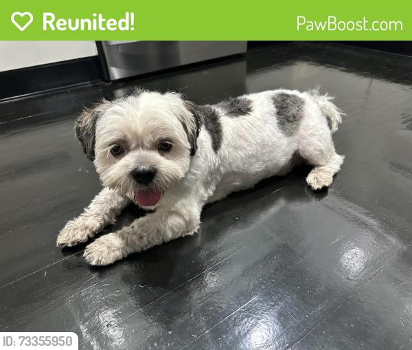 Reunited Male Dog last seen 10th and 83rd st roundabout, Miami, FL 33138
