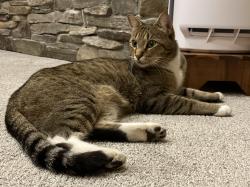 Found/Stray Unknown Cat last seen Chatteroy, Blanchard, ID 83804