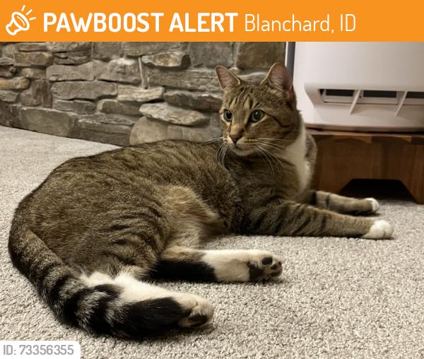 Found/Stray Unknown Cat last seen Chatteroy, Blanchard, ID 83804