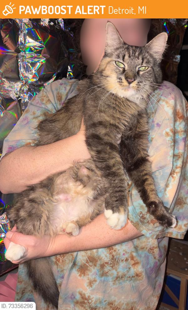 Found/Stray Female Cat last seen Chandler Park and Cadieux, Detroit, MI 48224