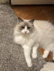 Reunited Female Cat last seen Marshall, Trinity Drive, Vacaville, CA 95687