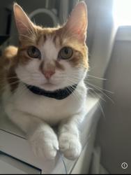 Lost Male Cat last seen Near Overbrook Drive, East Hartford, CT 06118