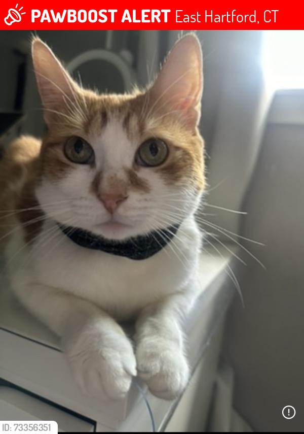 Lost Male Cat last seen Near Overbrook Drive, East Hartford, CT 06118