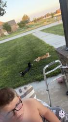 Reunited Male Cat last seen Day tripper lane, Randall County, TX 79119