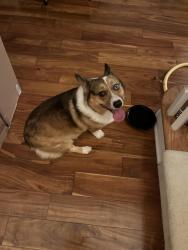 Found/Stray Male Dog last seen Sandy Plains and Broussard, Marietta, GA 30066