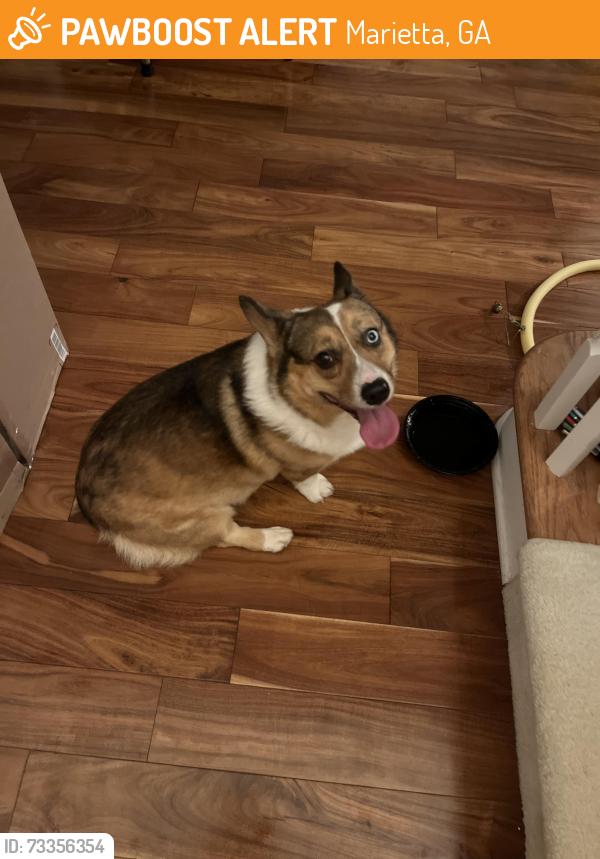 Found/Stray Male Dog last seen Sandy Plains and Broussard, Marietta, GA 30066