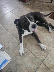Lost Male Dog last seen Red bridge, grandview road 104th ter, Kansas City, MO 64137
