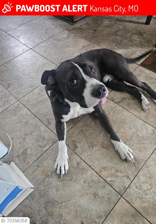 Lost Male Dog last seen Red bridge, grandview road 104th ter, Kansas City, MO 64137