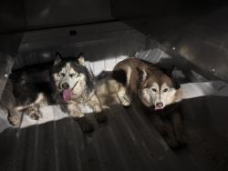 Reunited Male Dog last seen 120th and Holly, Thornton, CO 80241