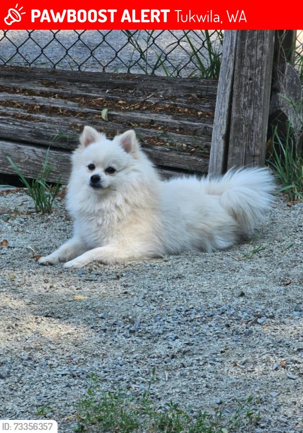 Lost Male Dog last seen Foster Highschool, Tukwila, WA 98168