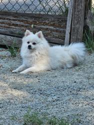 Lost Male Dog last seen Foster Highschool, Tukwila, WA 98168