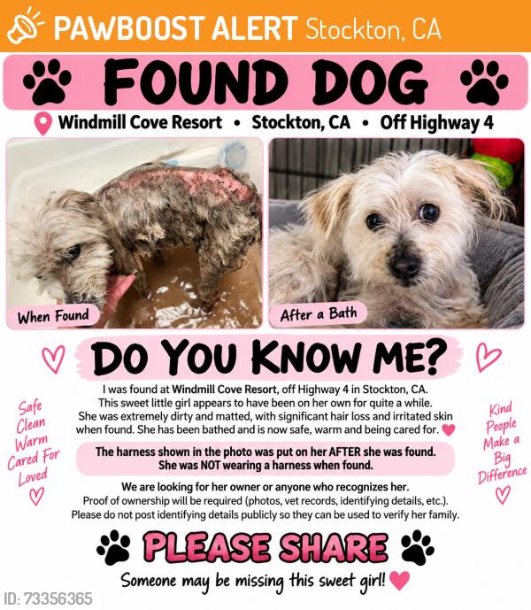 Found/Stray Female Dog last seen Windmill Cove Resort, Stockton, CA 95206