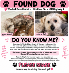Found/Stray Female Dog last seen Windmill Cove Resort, Stockton, CA 95206