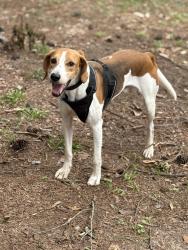 Reunited Male Dog last seen Gary Ave, Chester, VA 23831