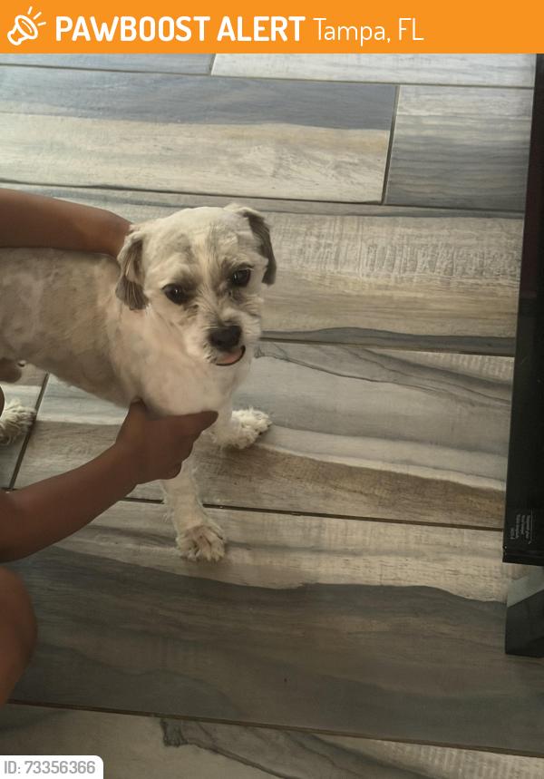 Found/Stray Male Dog last seen Near, Tampa, FL 33614