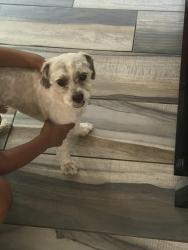 Found/Stray Male Dog last seen Near, Tampa, FL 33614
