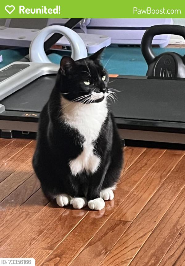 Reunited Female Cat last seen Oakcrest Laurel Park, Laurel, MD 20707