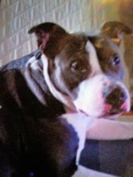 Lost Female Dog last seen One more 7-Eleven off belair road, Baltimore, MD 21206