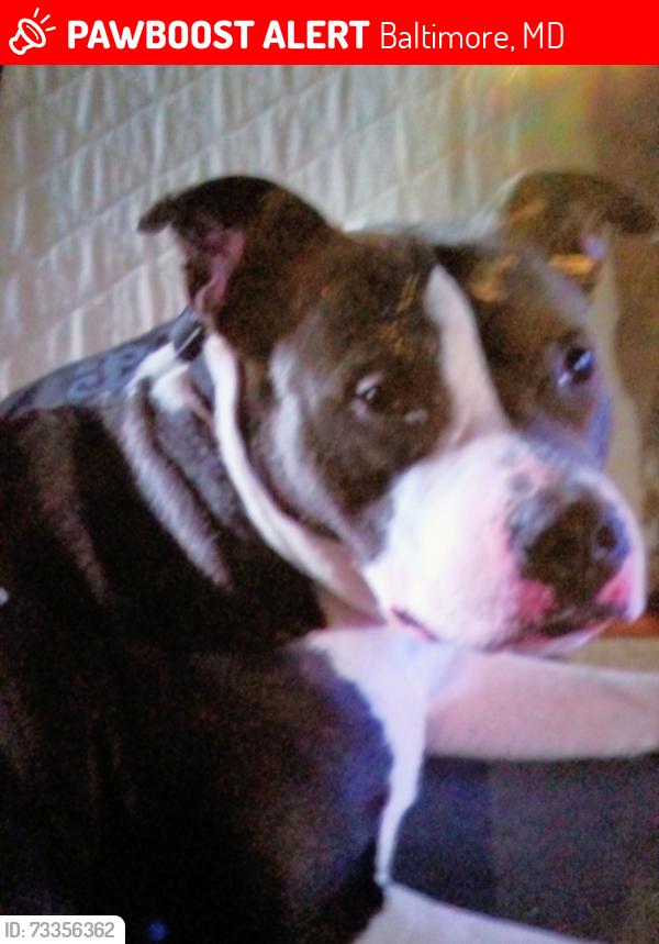 Lost Female Dog last seen One more 7-Eleven off belair road, Baltimore, MD 21206
