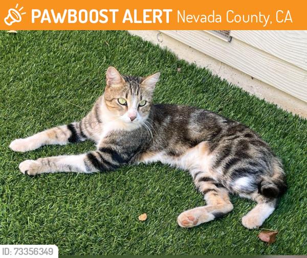Found/Stray Unknown Cat last seen Brewer Rd. across from Alta Sierra Elementary School, Nevada County, CA 95949