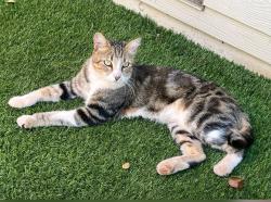 Found/Stray Unknown Cat last seen Brewer Rd. across from Alta Sierra Elementary School, Nevada County, CA 95949