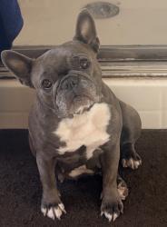 Reunited Female Dog last seen Philadelphia, Pomona, CA 91766